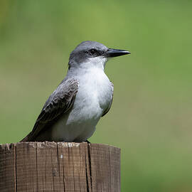 Attentive Kingbird by Candice Lowther