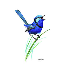 Australian Blue Fairywren by Greg Smith