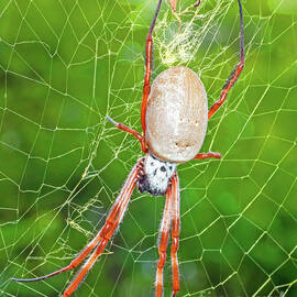 Australian Golden Orb-weaver Spider 2 Tamworth Australia. by Christopher Edmunds