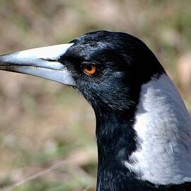 Australian magpie 2 by Steven Ralser