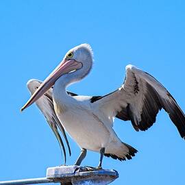 Australian Pelican 2 by Steven Ralser