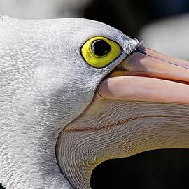 Australian pelican -closeup by Steven Ralser