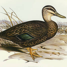 Australian Wild Duck, Anus superciliosa by John Gould