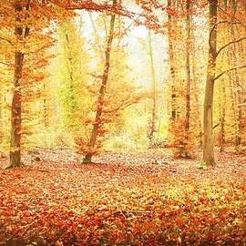 Autumn #13 by Slawek Aniol