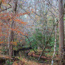 Autumn Along Island Creek - Croatan National Forest by Bob Decker