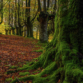 Autumn at ground level by ACAs Photography