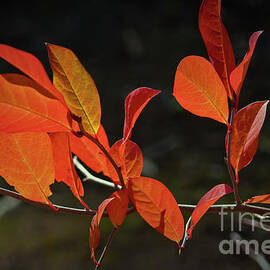 Autumn Branch by Elaine Teague