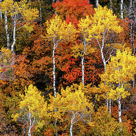 Autumn Brushed by Ryan Smith