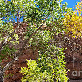 Autumn Canyon  by Lorraine Caporaso Photography