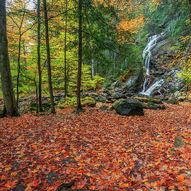 Autumn Carpet by Bill Wakeley