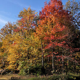 Autumn Colors In Pennsylvania 3 by John Trommer