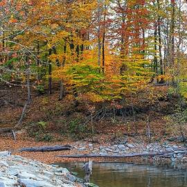 Autumn Colors in the Cove by Gregory A Mitchell Photography
