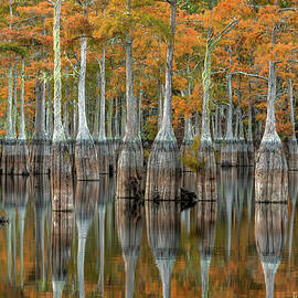 Autumn Cypress Reflections by Eric Albright