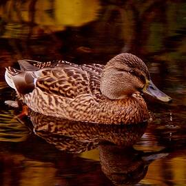 Autumn Duck by Richard Cummings