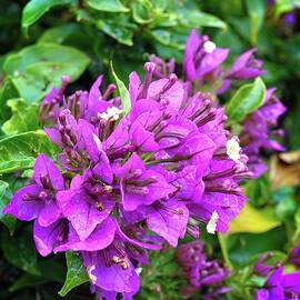 Autumn Flowers by Neil Jones