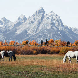 Autumn Horses Grand Teton by Dan Sproul
