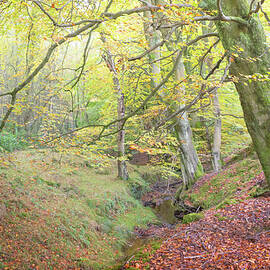 Autumn in an English Beech Tree Wood by Anita Nicholson
