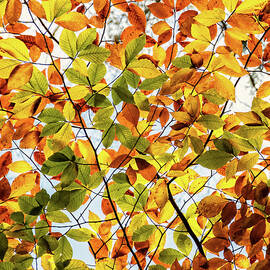Autumn Kaleidoscope  by Harriet Feagin