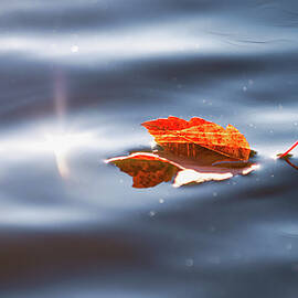 Autumn Lake Leaf by Rachel Morrison