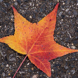 Autumn Leaf 11-25-21 109 by Don Johnson