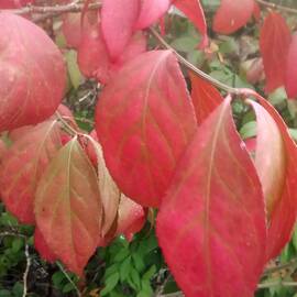 Autumn Leaves 2 by Marine B Rosemary