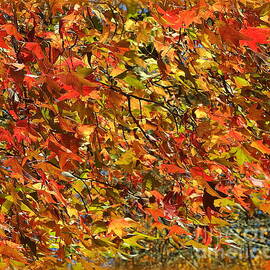 Autumn Leaves - A Tapestry of Color by Dora Sofia Caputo