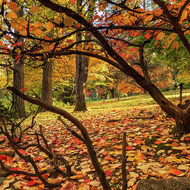 Autumn Leaves In Ashland by James Eddy