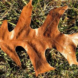 Autumn Maple Leaf by Debra Lynch