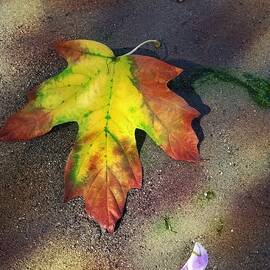 Autumn Maple Leaf on the Beach by Monica Resinger