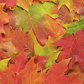 Autumn Maple Leaves by Steve Gadomski