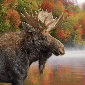 Autumn Moose by Collin Bogle