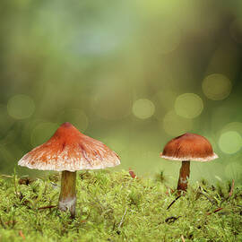 Autumn Mushrooms by Wes and Dotty Weber