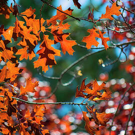Autumn's Heart by Mark Bell