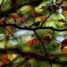 Autumn Or Fall by Neil R Finlay