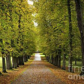 Autumn path  in Ludwigsburg park by Elena Elisseeva