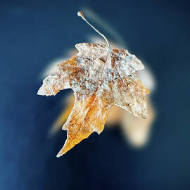 Autumn Reimagined by Daniel Beard