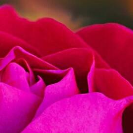 Autumn Rose snippet two by Abbie Shores Aka Frankie Shifter