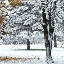 Autumn Snowstorm in November by Randy Pollard