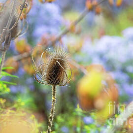 Autumn Teasel by Tim Gainey