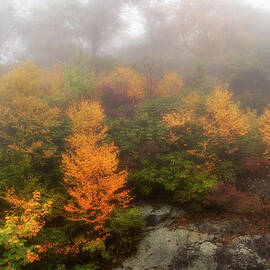Autumn Trees in Foggy Cliffs by Dan Carmichael