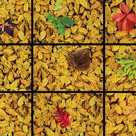 Autumn Visuals I - Beech by Eckart Mayer Photography