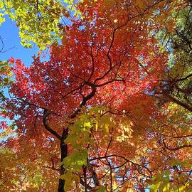 Autumnal  by Jason Tompkins