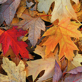 Autumn's Fallen Maple Leaves by Robert Tubesing