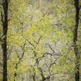 Autumn's Golden Glory by Joanne Eastope