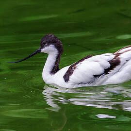 Avocet