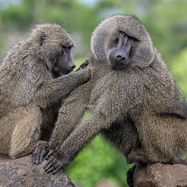 Baboons Grooming Tanzania Africa by Joan Carroll
