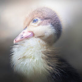 Baby Duckling Portrait Pose by Jordan Hill