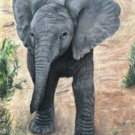 Baby Elephant  by Al Higdon