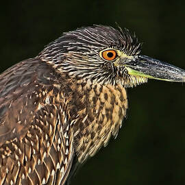 Baby Face - Yellow-crowned Night Heron 
