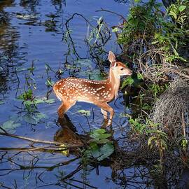 Baby Spotted Fawn In Water by Ken Lawrence